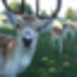 deer.png
